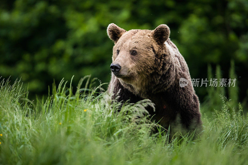 棕熊(Ursus arctos)